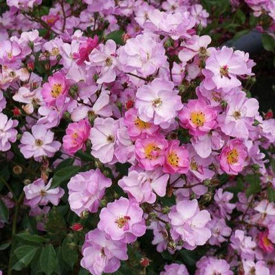 LAVENDER DREAM ®' - Trandafiri cu flori grupate (floribunda) - Famous Roses