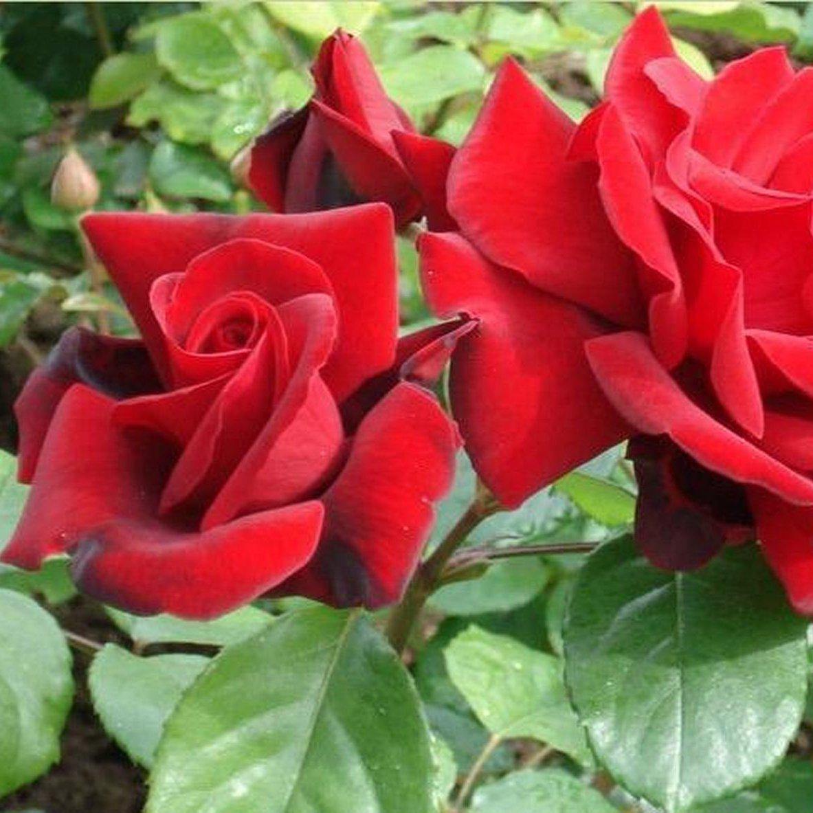 LE ROUGE ET LE NOIR ® - Butasi trandafiri de gradina - Trandafir teahibrid creat in Franta de Delbard