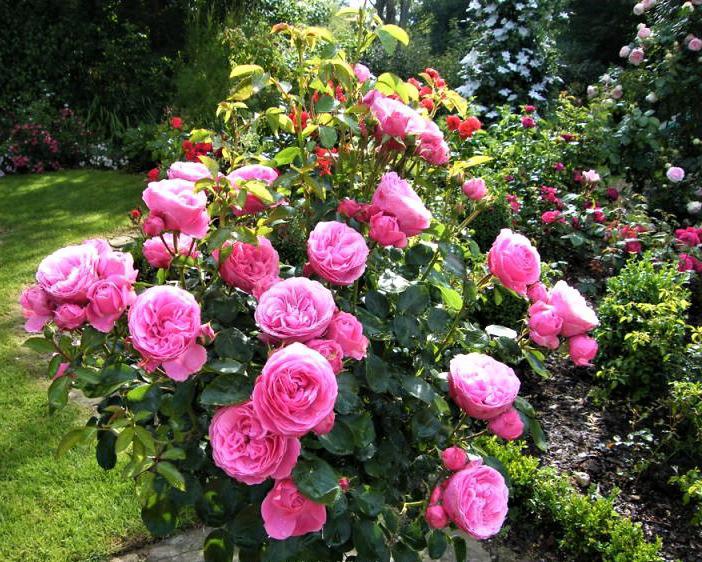 Trandafir pomişor: LEONARDO DA VINCI ® - Butasi trandafiri de gradina - Trandafir pomisor, creat in Franta de Meilland Richardier