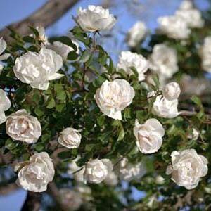 LIANE LOOPING ® - Butasi trandafiri de gradina - FamousRoses.eu