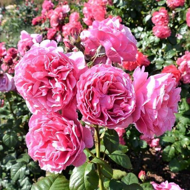 LINE RENAUD ® - Butasi trandafiri de gradina - Trandafir teahibrid creat in Franta de Meilland Richardier