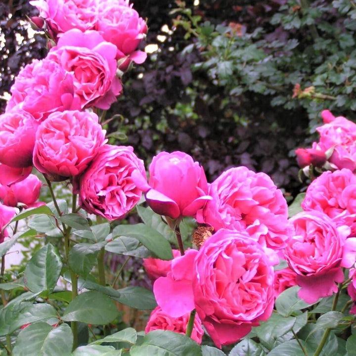 LINE RENAUD ® - Butasi trandafiri de gradina - Trandafir teahibrid creat in Franta de Meilland Richardier