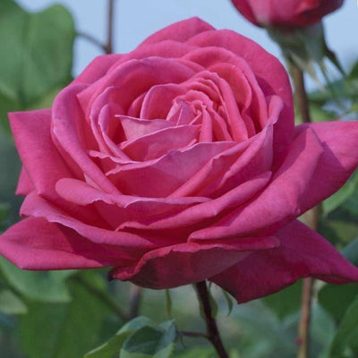 LOLITA LEMPICKA ® - Butasi trandafiri de gradina - Trandafir urcator / catarator creat in Franta de Meilland Richardier