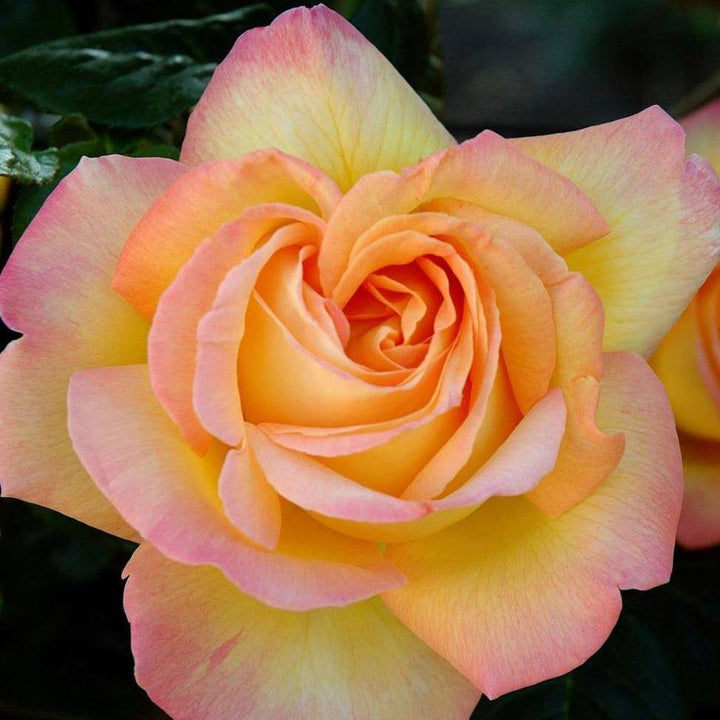 MADAME A. MEILLAND ®' - trandafir cu flori mari ( teahibrid ) creat in Franta de Meilland Richardier - Famous Roses