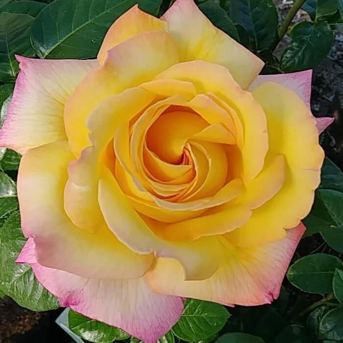 MADAME A. MEILLAND ®' - trandafir cu flori mari ( teahibrid ) creat in Franta de Meilland Richardier - Famous Roses