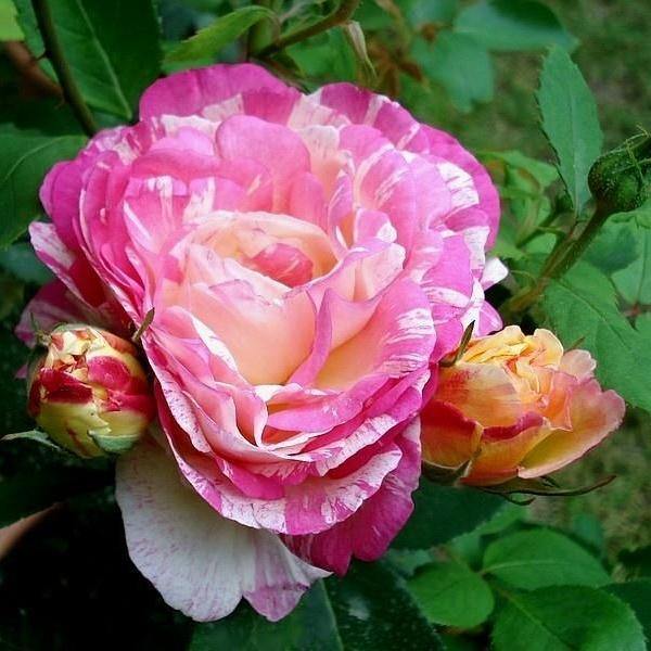 MARC CHAGALL ® - Butasi trandafiri de gradina - Trandafir cu flori grupate (floribunda) creat in Franta de Delbard