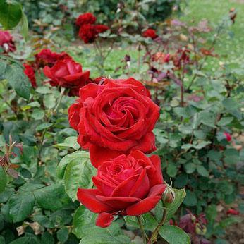 MARCEL PAGNOL ® - Butasi trandafiri de gradina - FamousRoses.eu