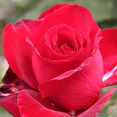 MARCEL PAGNOL ® - Butasi trandafiri de gradina - FamousRoses.eu