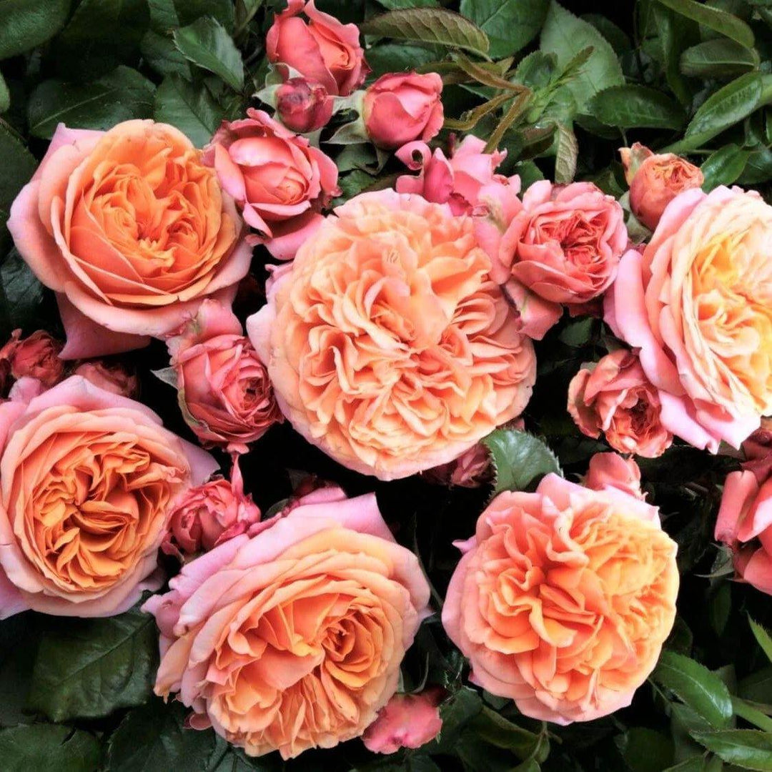 MARY ANN ® - Butasi trandafiri de gradina - FamousRoses.eu