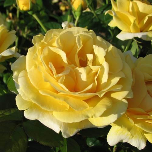 MICHELANGELO ®' - FamousRoses.eu - Famous Roses