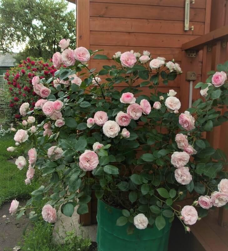 MINI EDEN ROSE ® - Butasi trandafiri de gradina - FamousRoses.eu