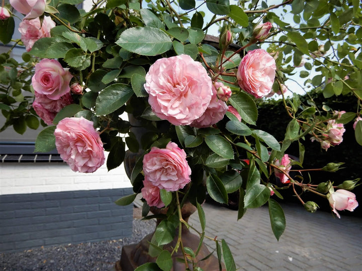 MINI EDEN ROSE ® - Butasi trandafiri de gradina - FamousRoses.eu
