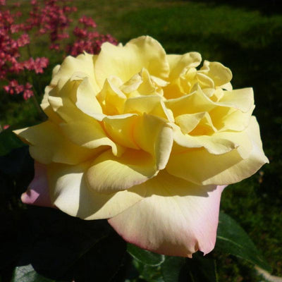 Gpt. MME A. MEILLAND ® - Butasi trandafiri de gradina - Trandafir urcator / catarator creat in Franta de Meilland Richardier