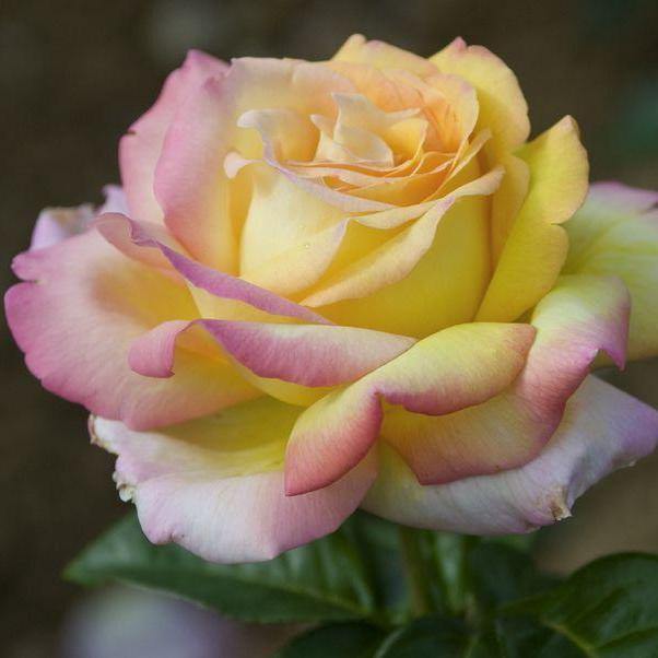 Gpt. MME A. MEILLAND ® - Butasi trandafiri de gradina - Trandafir urcator / catarator creat in Franta de Meilland Richardier