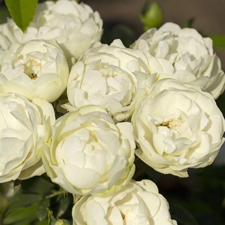 WHITE MORSDAG ®' - FamousRoses.eu - Famous Roses