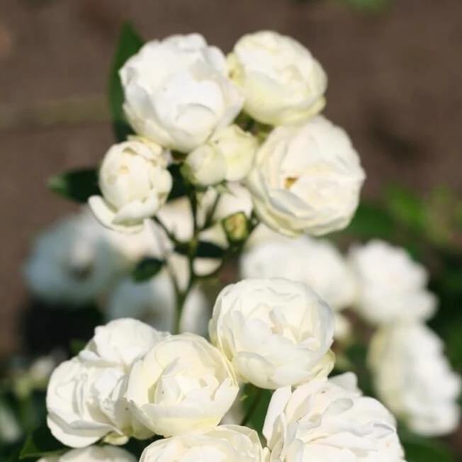 WHITE MORSDAG ®' - FamousRoses.eu - Famous Roses