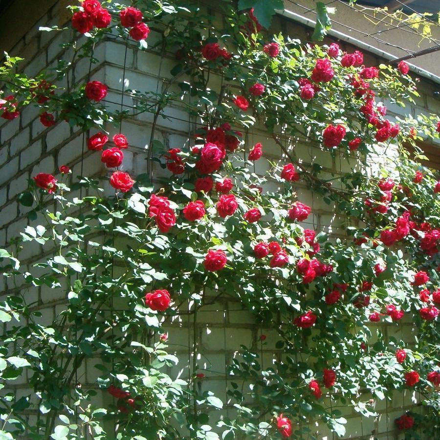 NEGRESCO ® - Butasi trandafiri de gradina - FamousRoses.eu