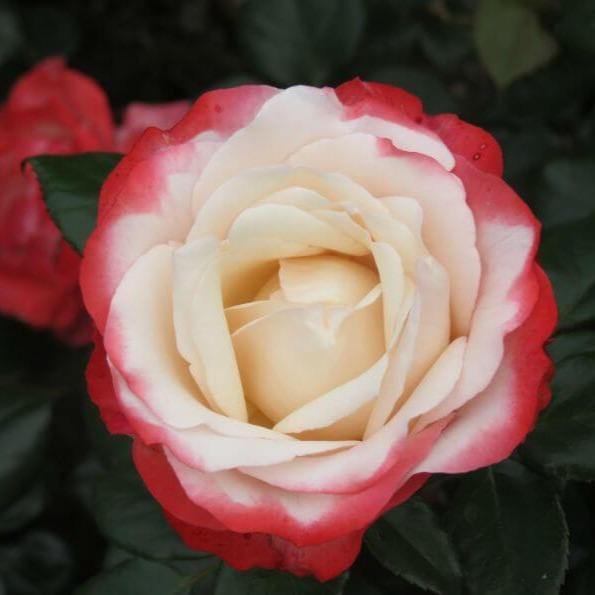 NOSTALGIA ®' - trandafir cu flori mari ( teahibrid ) creat in Germania de Tantau - Famous Roses