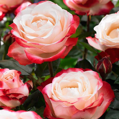 NOSTALGIA ®' - trandafir cu flori mari ( teahibrid ) creat in Germania de Tantau - Famous Roses