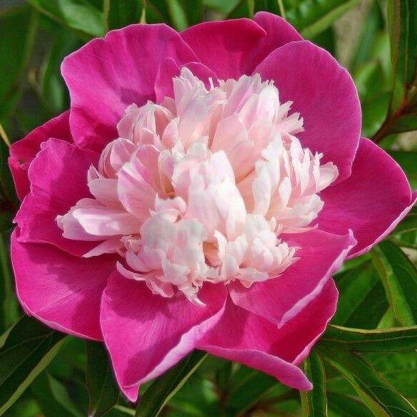 Paeonia Lactiflora : Santa Fe - FamousRoses.eu - Famous Roses