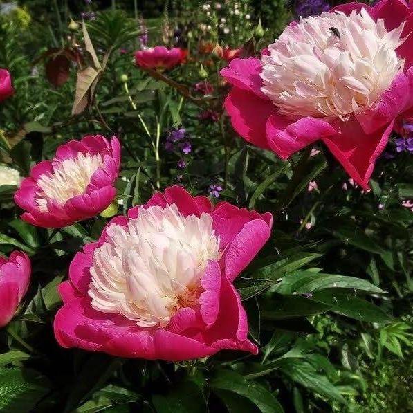 Paeonia Lactiflora : Santa Fe - FamousRoses.eu - Famous Roses
