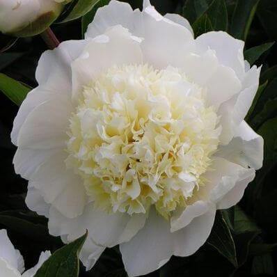 Paeonia Lactiflora : Charles White - FamousRoses.eu - Famous Roses