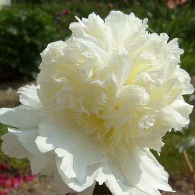 Paeonia Lactiflora : Charles White - FamousRoses.eu - Famous Roses