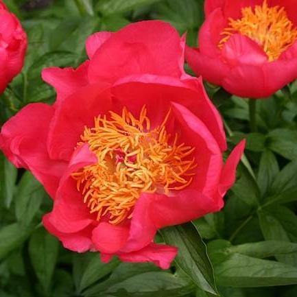 Paeonia Lactiflora : Flame - FamousRoses.eu - Famous Roses