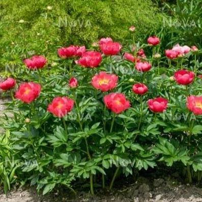 Paeonia Lactiflora : Flame - FamousRoses.eu - Famous Roses