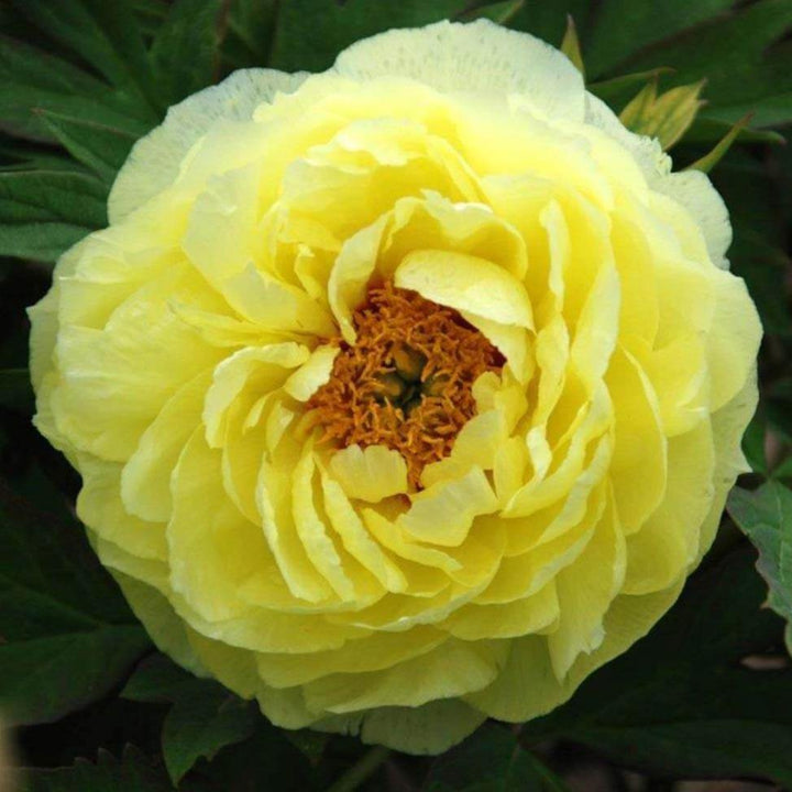 Paeonia Suffruticosa : Hai Huang - FamousRoses.eu - Famous Roses