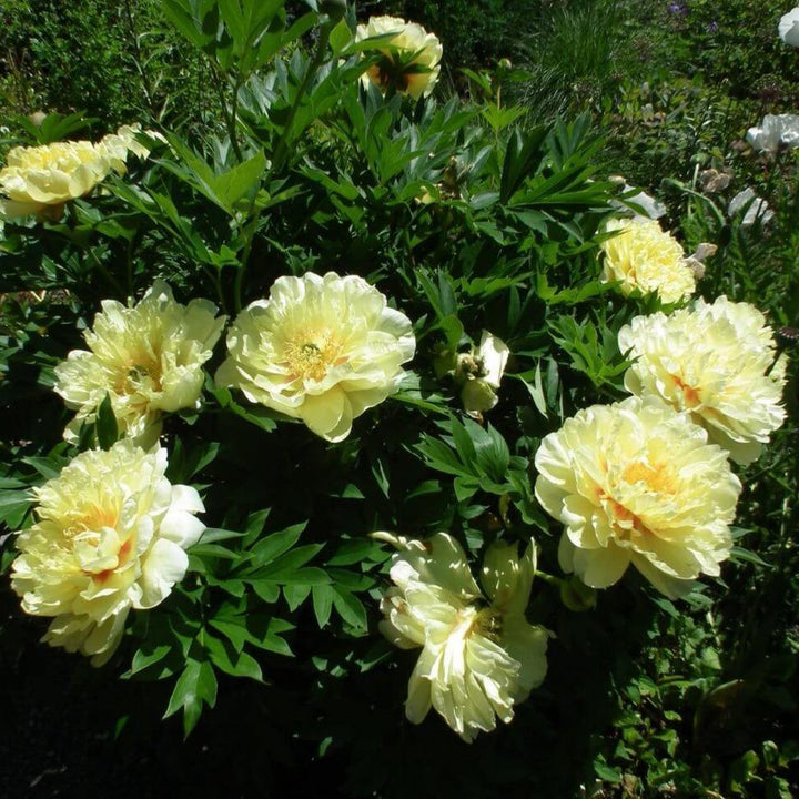 Paeonia Suffruticosa : Hai Huang - FamousRoses.eu - Famous Roses