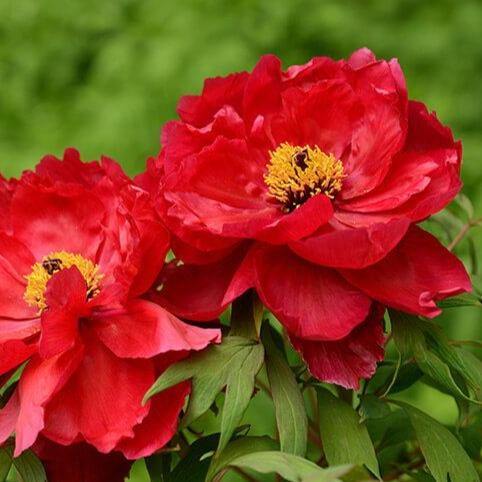 Paeonia Suffruticosa : Taiyo - FamousRoses.eu - Famous Roses
