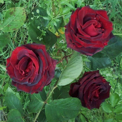 PAPA MEILLAND ® - Butasi trandafiri de gradina - Trandafir teahibrid creat in Franta de Meilland Richardier