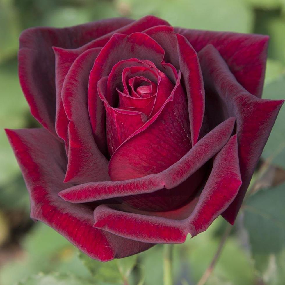 PAPA MEILLAND ® - Butasi trandafiri de gradina - Trandafir teahibrid creat in Franta de Meilland Richardier