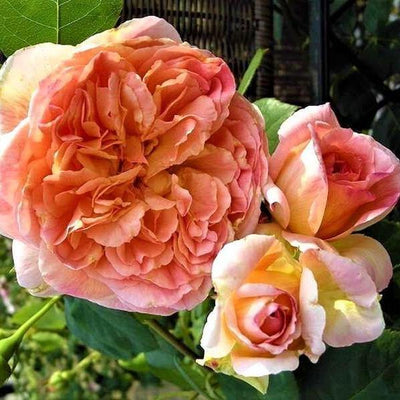 PAPI DELBARD ® - Butasi trandafiri de gradina - Trandafir urcator / catarator creat in Franta de Delbard
