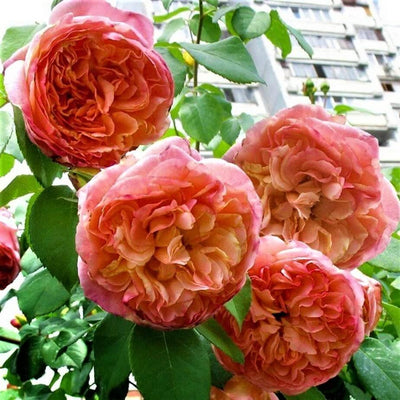 PAPI DELBARD ® - Butasi trandafiri de gradina - Trandafir urcator / catarator creat in Franta de Delbard