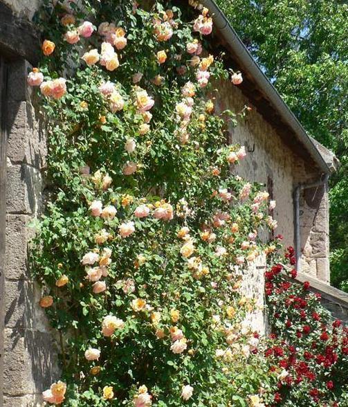 PARURE D'OR ® - Butasi trandafiri de gradina - Trandafir urcator / catarator creat in Franta de Delbard