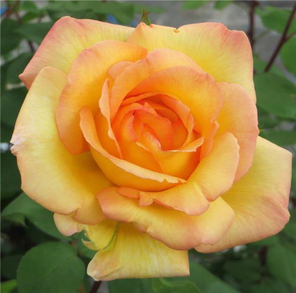 PARURE D'OR ® - Butasi trandafiri de gradina - Trandafir urcator / catarator creat in Franta de Delbard