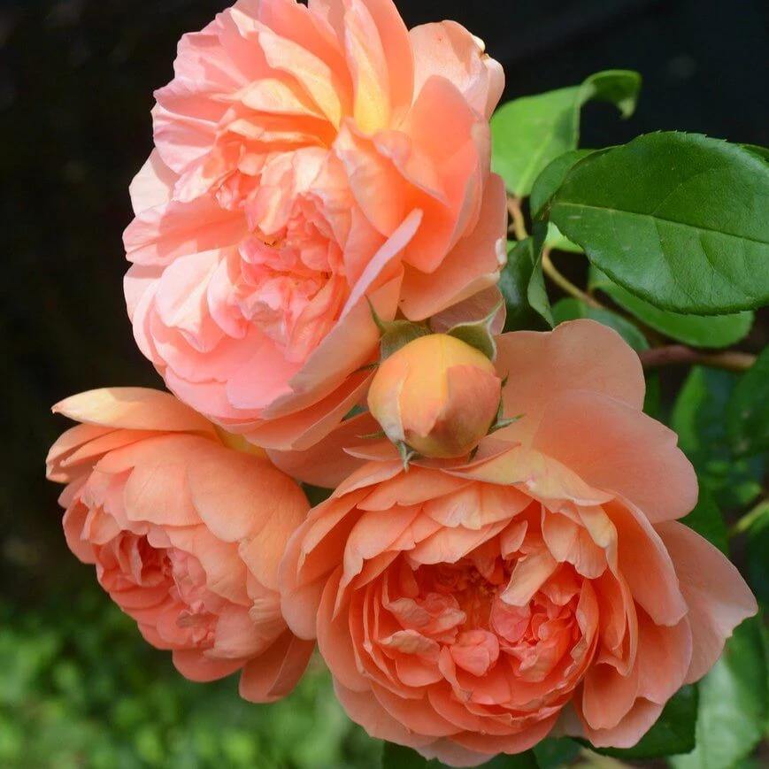 PAT AUSTIN ®' - Trandafir cu flori grupate (floribunda) creat in Anglia de David Austin - Famous Roses