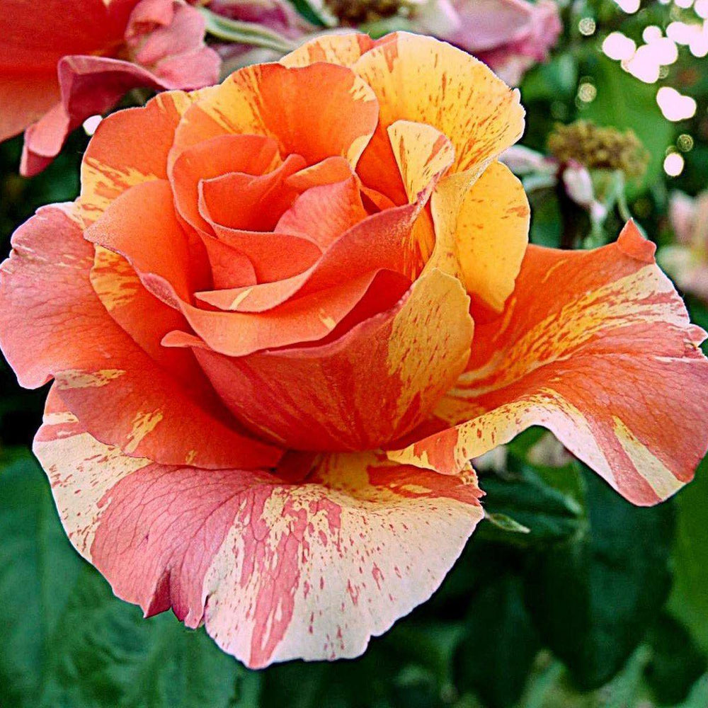 PAUL GAUGUIN ® - Butasi trandafiri de gradina - Trandafir cu flori grupate (floribunda) creat in Franta de Delbard