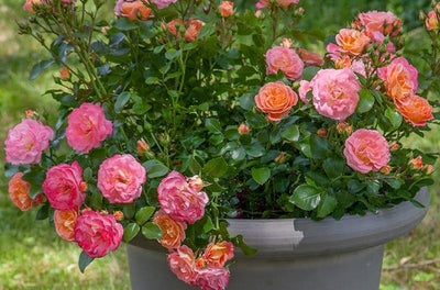 PEACH DRIFT ® - Butasi trandafiri de gradina - Trandafir floribunda creat in Franta de Meilland Richardier