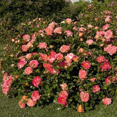 PEACH DRIFT ® - Butasi trandafiri de gradina - Trandafir floribunda creat in Franta de Meilland Richardier
