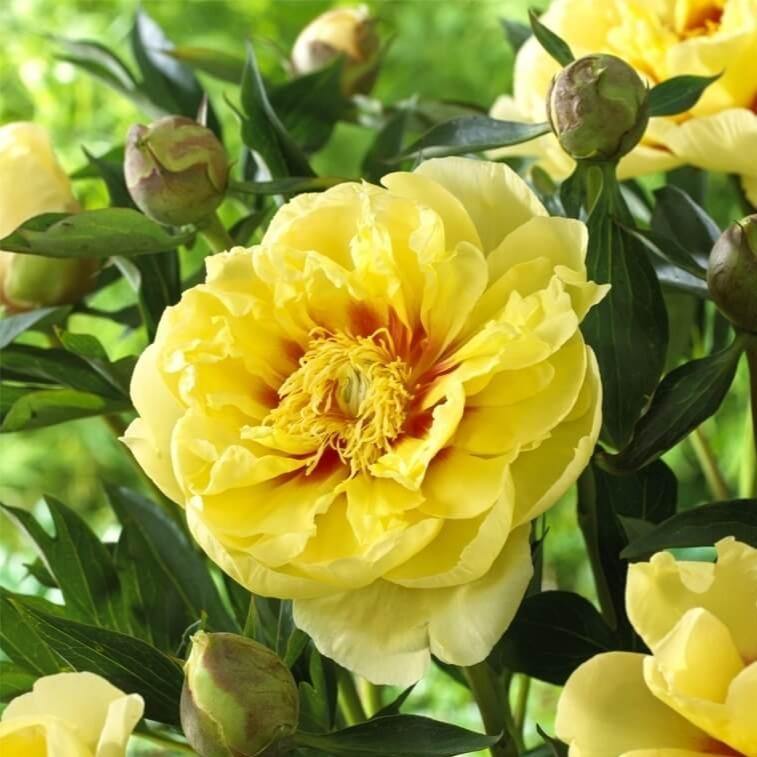 Paeonia Itoh : Bartzella - FamousRoses.eu - Famous Roses
