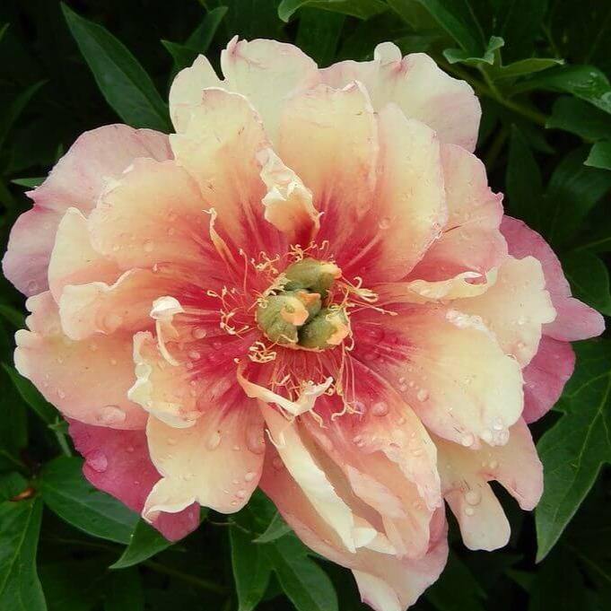 Paeonia Itoh : Julia Rose - FamousRoses.eu - Famous Roses