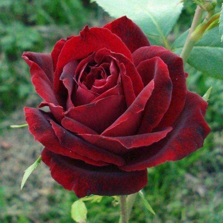 PERLE NOIRE ® - Butasi trandafiri de gradina - Trandafir teahibrid creat in Franta de Delbard