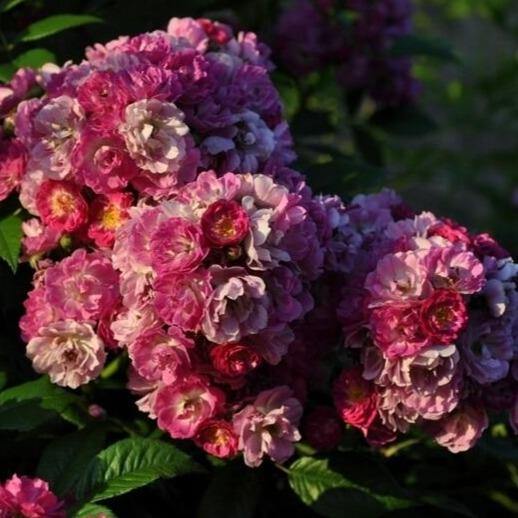 PERENNIAL BLUE ®' - Trandafir urcator / catarator creat in Germania de Tantau - Famous Roses