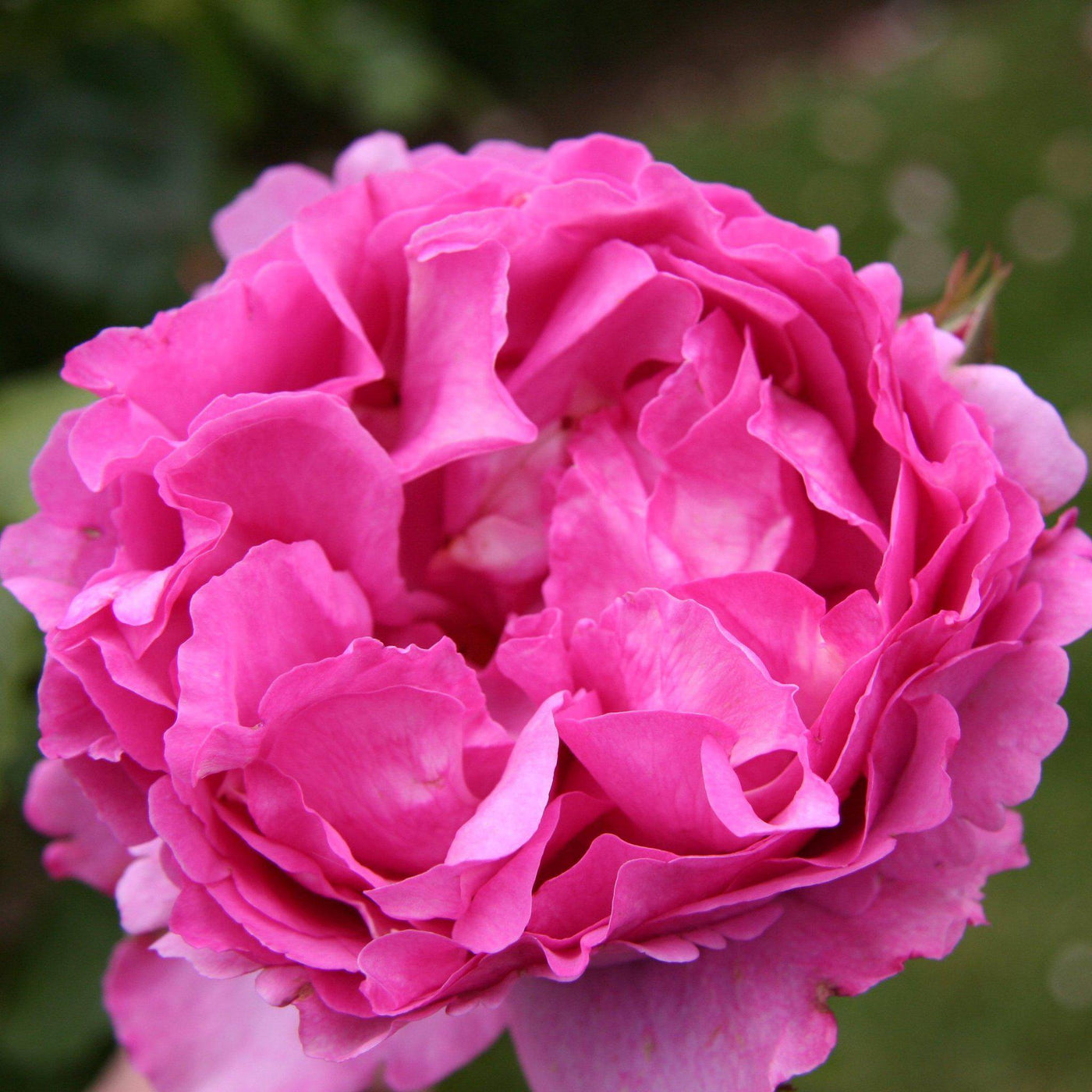 Gpt. YVES PIAGET ® - Butasi trandafiri de gradina - Trandafir urcator / catarator creat in Franta de Meilland Richardier
