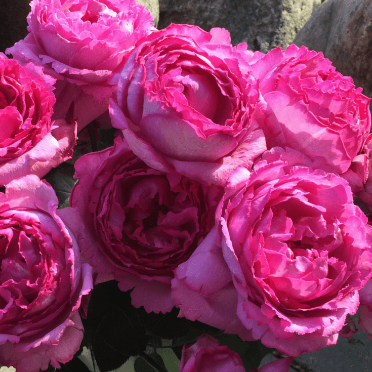 Gpt. YVES PIAGET ® - Butasi trandafiri de gradina - Trandafir urcator / catarator creat in Franta de Meilland Richardier