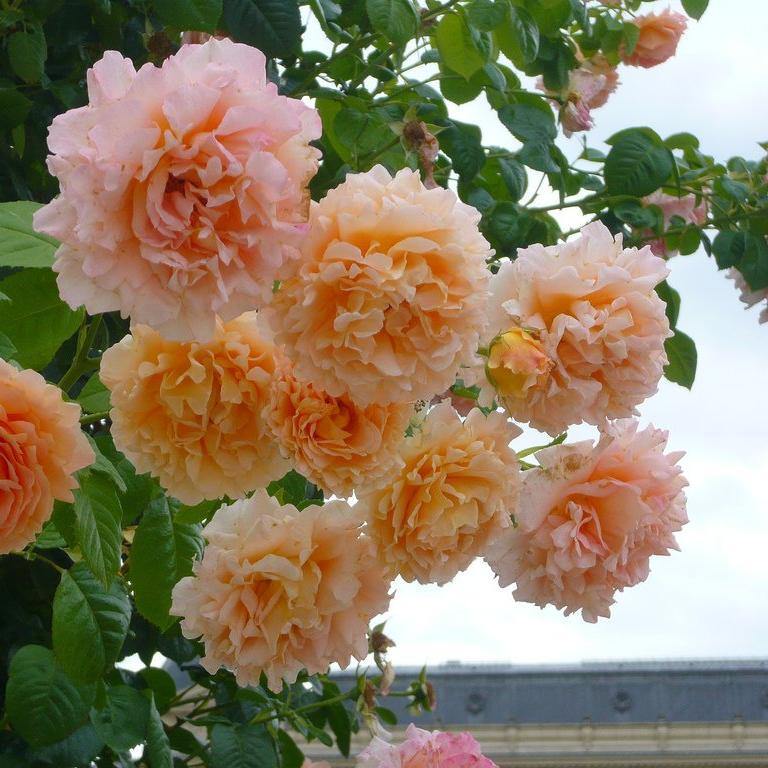 POLKA ® - Butasi trandafiri de gradina - Trandafir urcator / catarator creat in Franta de Meilland Richardier