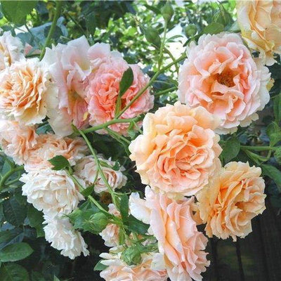 POLKA ® - Butasi trandafiri de gradina - Trandafir urcator / catarator creat in Franta de Meilland Richardier